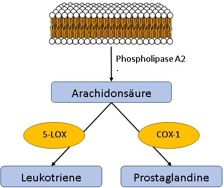 Produkte und Enzyme des Arachidonsäure-Stoffwechsels Produkte und Enzyme des Arachidonsäure-Stoffwechsels