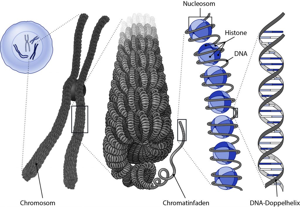 Abbildung 9: Die DNA in Chromosomen ist um Nukleosomen (aufgebaut aus mehreren Histonen) herumgewunden