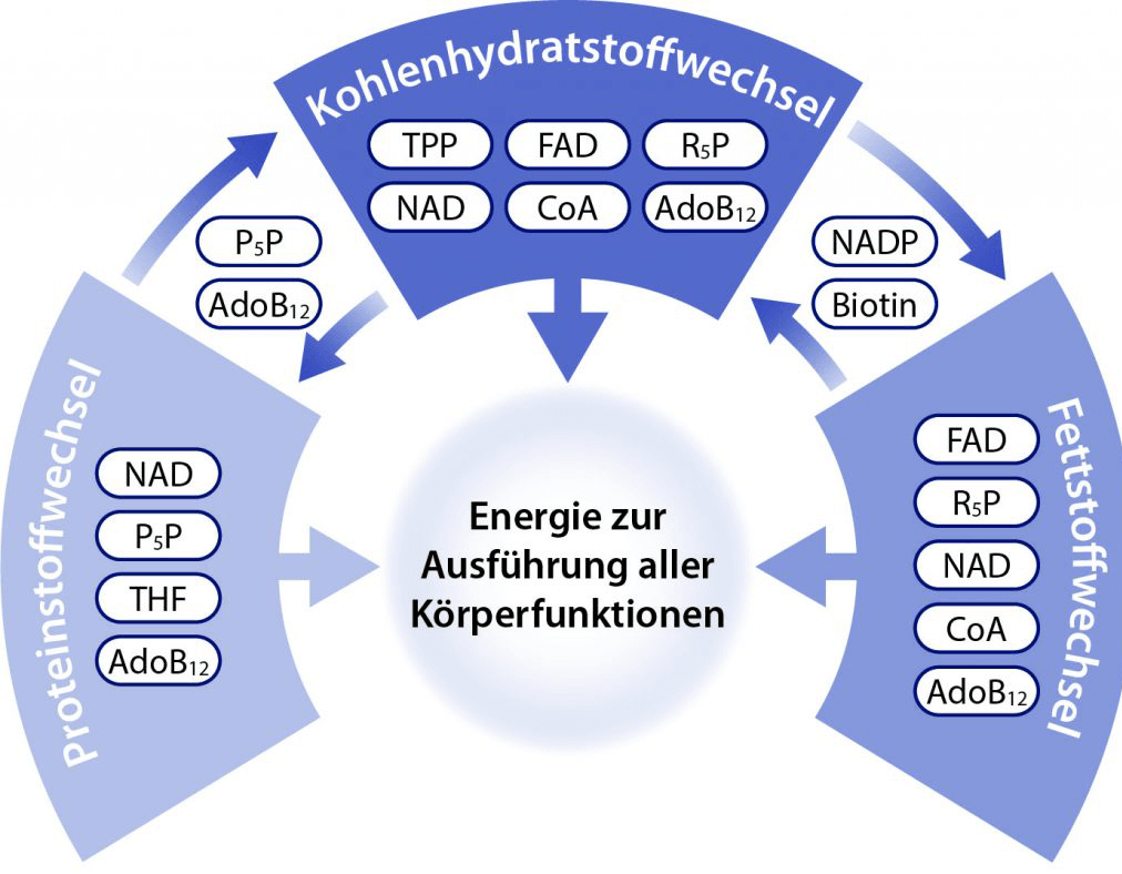 Die Rolle von B-Vitaminen als Coenzyme bei der Energieerzeugung aus Kohlenhydraten, Fetten und Proteinen