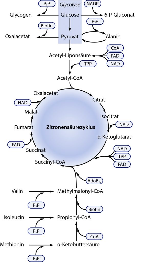 Die Rolle von B-Vitaminen im Zitronensäurezyklus