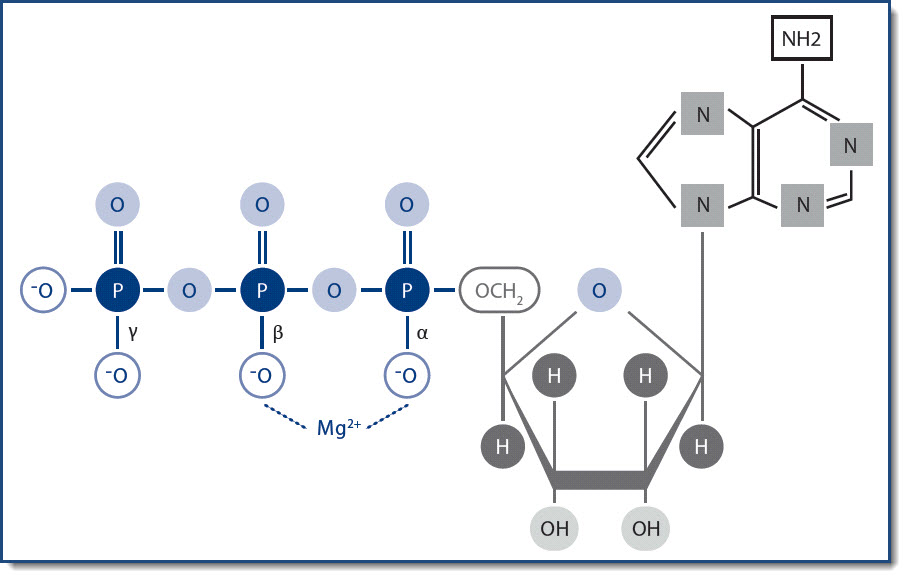 Magnesium-ATP-Komplex< Magnesium-ATP-Komplex<