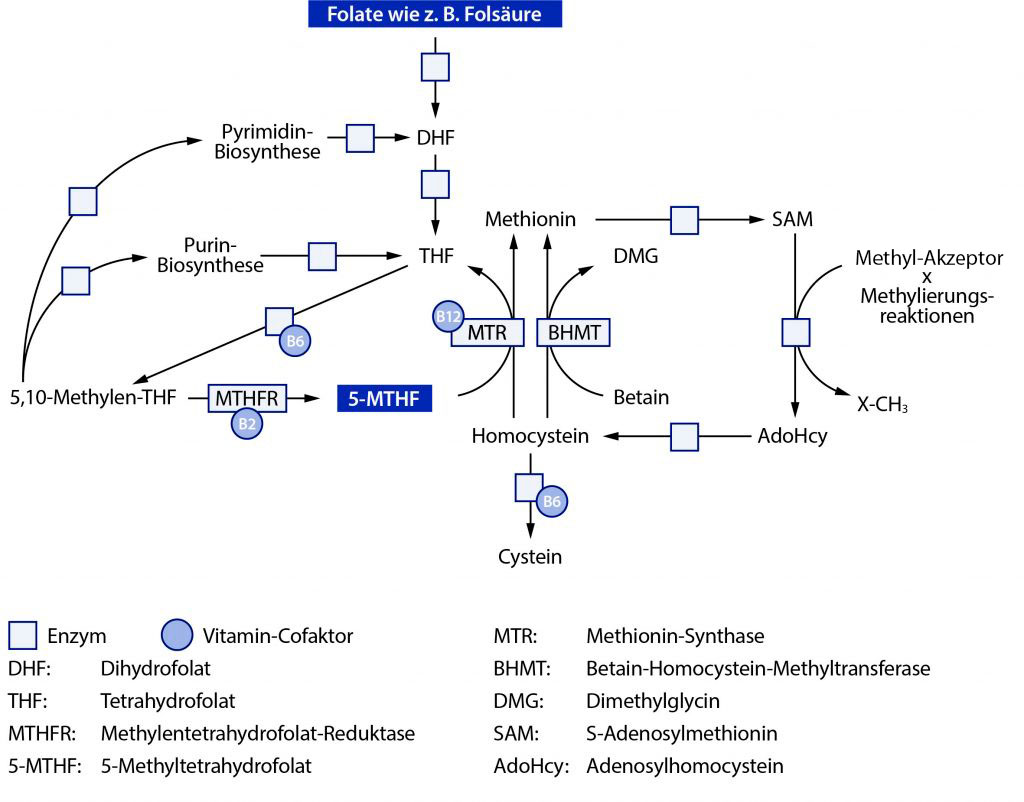 Schematische Darstellung des Folat- und Homocysteinstoffwechsels
