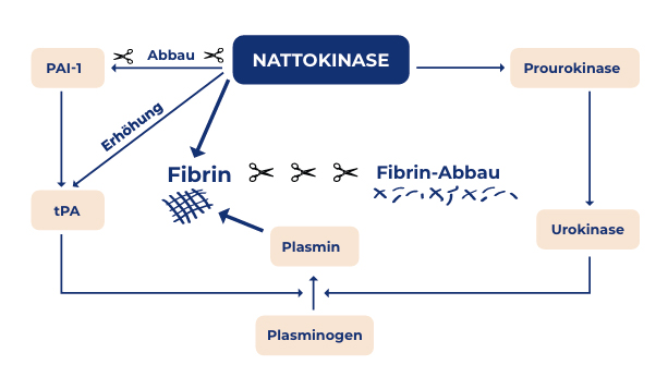 Wirkmechanismen der Nattokinase. Nattokinase löst Blutgerinnsel auf, indem sie Fibrin abbaut, tPA stimuliert, Urokinase aktiviert und PAI-1 hemmt.(19) Abbildung 1